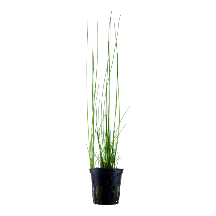 Tropica Potted - Eleocharis montevidensis