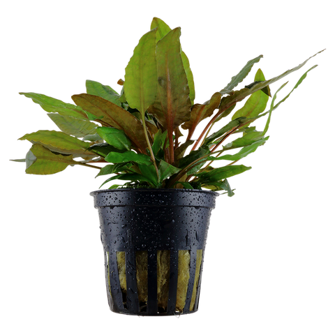 Tropica Potted - Cryptocoryne wendtii 'Tropica'