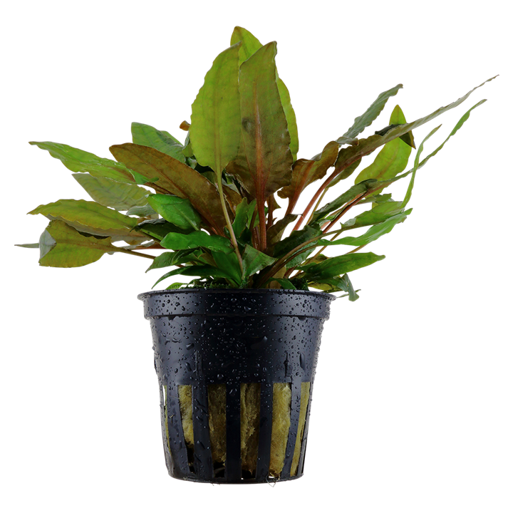 Tropica Potted - Cryptocoryne wendtii 'Tropica'