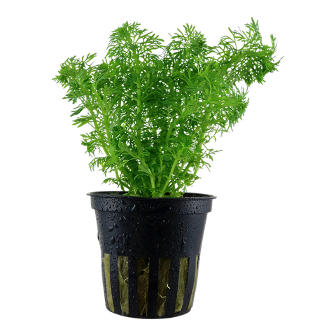 Tropica Potted - Limnophila sessiliflora