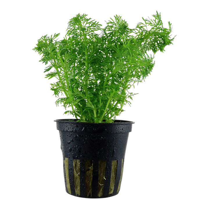 Tropica Potted - Limnophila sessiliflora