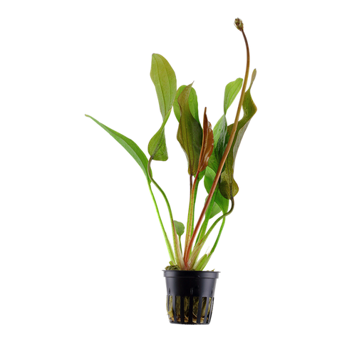 Tropica Potted - Echinodorus 'Red Diamond'
