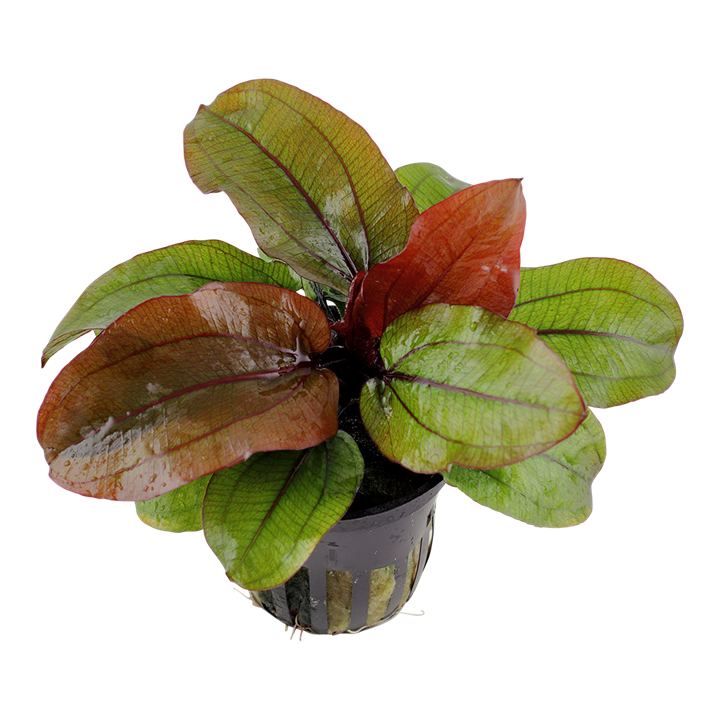 Tropica Potted - Echinodorus 'Reni'