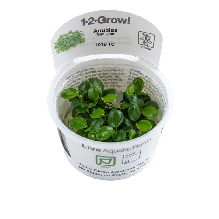 Tropica 1•2•Grow! - Anubias barteri 'Mini Coin'