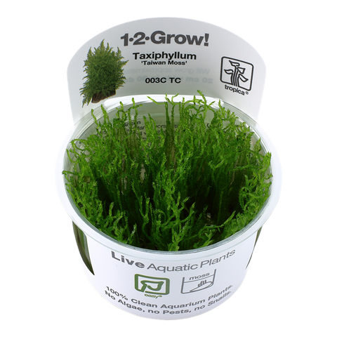 Tropica 1•2•Grow! - Taxiphyllum alternans 'Taiwan Moss'