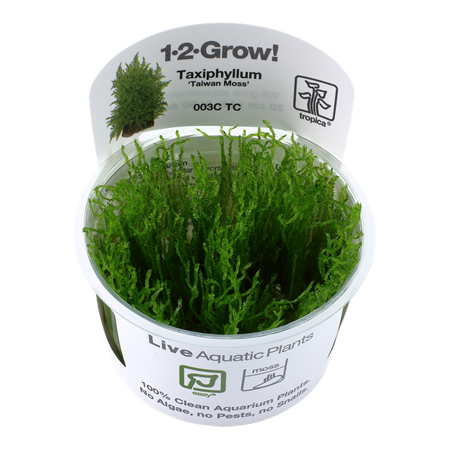 Tropica 1•2•Grow! - Taxiphyllum alternans 'Taiwan Moss'
