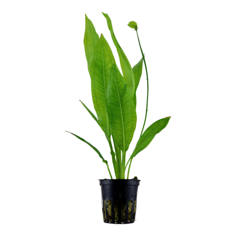 Tropica Potted - Echinodorus grisebachii 'Bleherae'