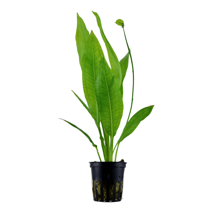Tropica Potted - Echinodorus grisebachii 'Bleherae'
