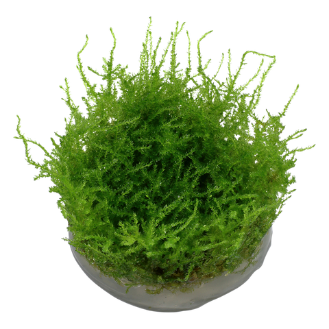 Tropica 1•2•Grow! - Vesicularia montagnei 'Christmas Moss'