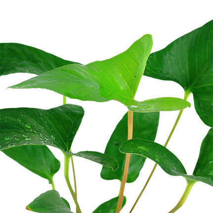 Tropica Potted - Anubias gracilis