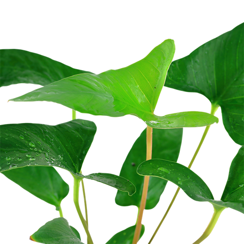 Tropica Potted - Anubias gracilis