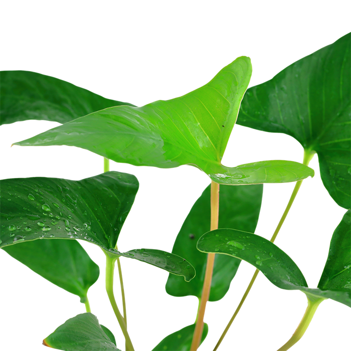 Tropica Potted - Anubias gracilis