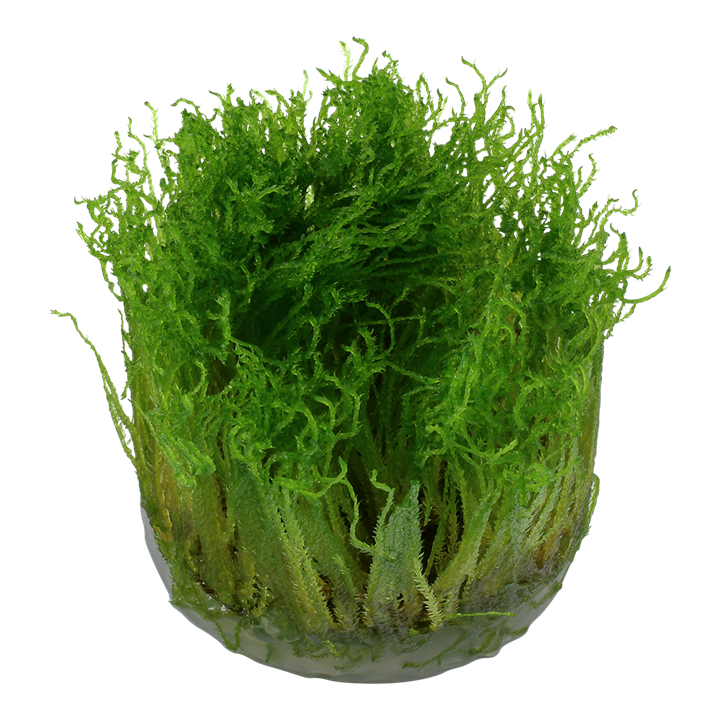 Tropica 1•2•Grow! - Taxiphyllum sp. 'Spiky Moss'