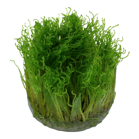 Tropica 1•2•Grow! - Taxiphyllum sp. 'Spiky Moss'