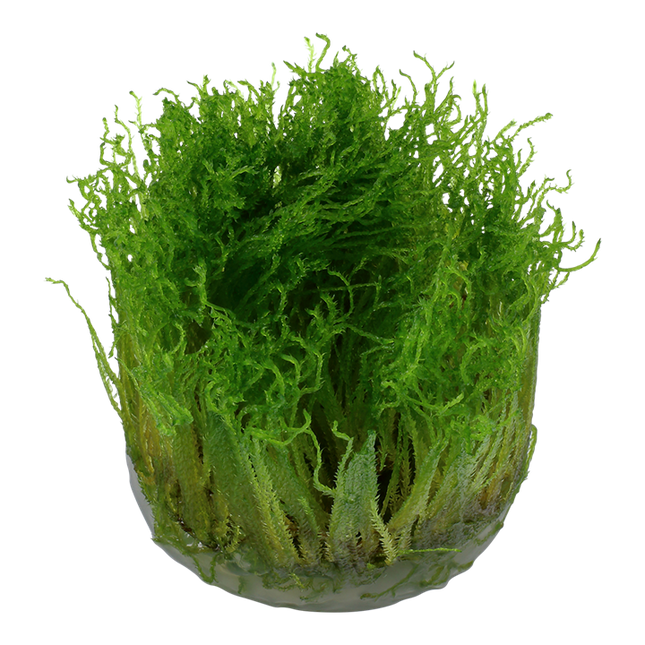 Tropica 1•2•Grow! - Taxiphyllum sp. 'Spiky Moss'