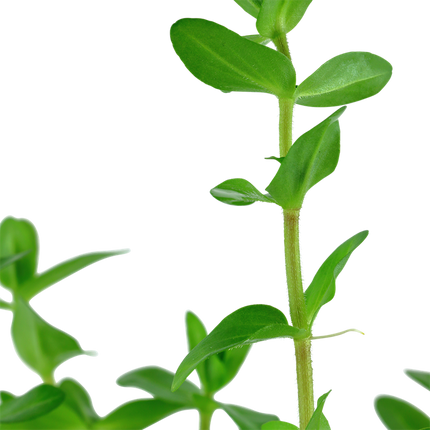 Bacopa caroliniana - Potted