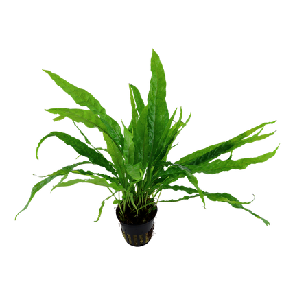Tropica Potted - Microsorum pteropus