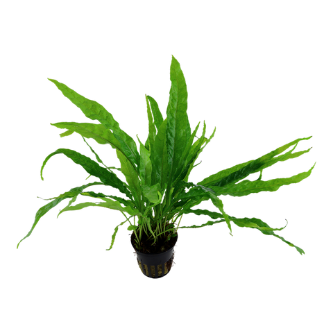 Tropica Potted - Microsorum pteropus
