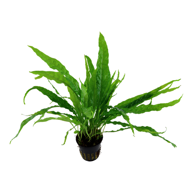 Tropica Potted - Microsorum pteropus