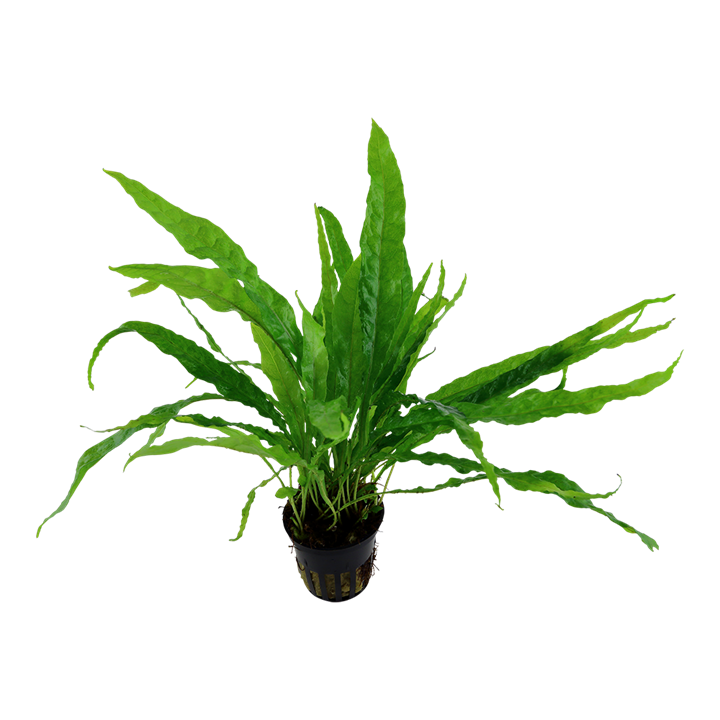Tropica Potted - Microsorum pteropus