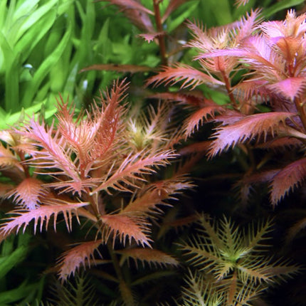 Tropica 1•2•Grow! - Proserpinaca palustris 'Cuba'
