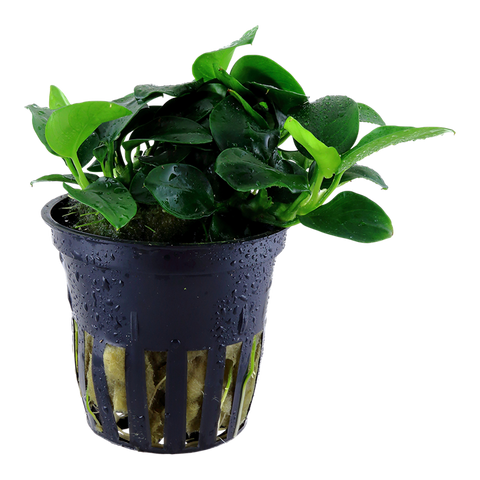 Tropica Potted - Anubias barteri 'Petite'