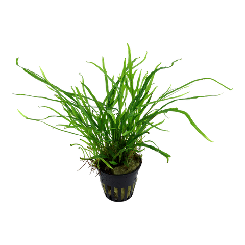 Tropica Potted - Microsorum pteropus 'Trident'