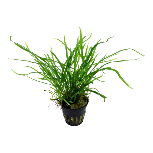 Tropica Potted - Microsorum pteropus 'Trident'
