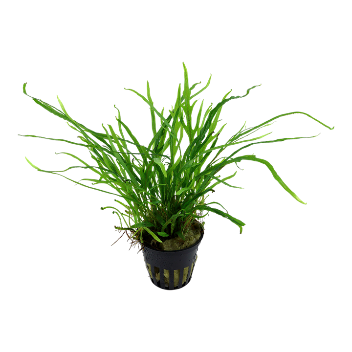 Tropica Potted - Microsorum pteropus 'Trident'