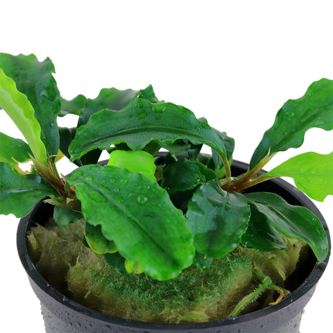 Tropica Potted - Bucephalandra pygmaea 'Bukit Kelam'