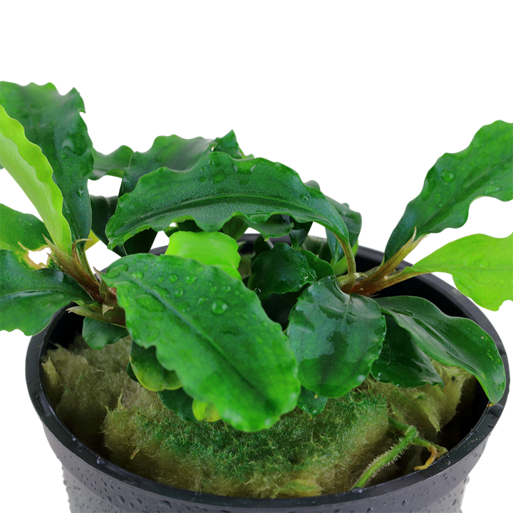 Tropica Potted - Bucephalandra pygmaea 'Bukit Kelam'