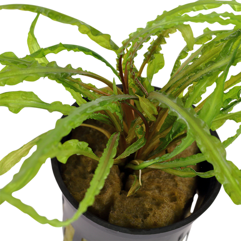 Tropica Potted - Cryptocoryne crispatula