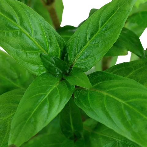 Tropica Potted - Staurogyne repens