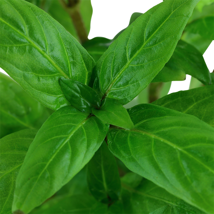 Tropica Potted - Staurogyne repens