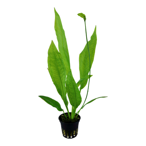 Tropica Potted - Echinodorus grisebachii 'Bleherae'
