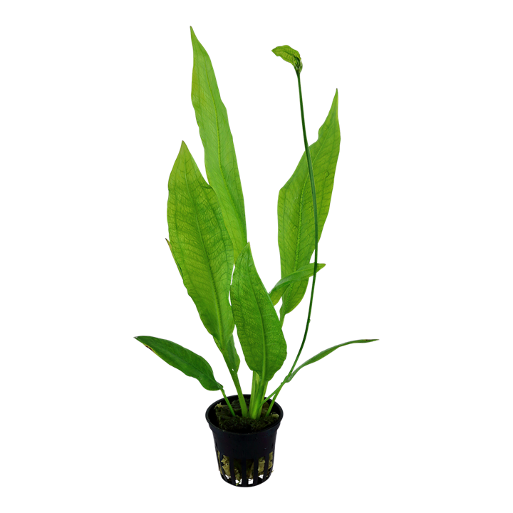 Tropica Potted - Echinodorus grisebachii 'Bleherae'