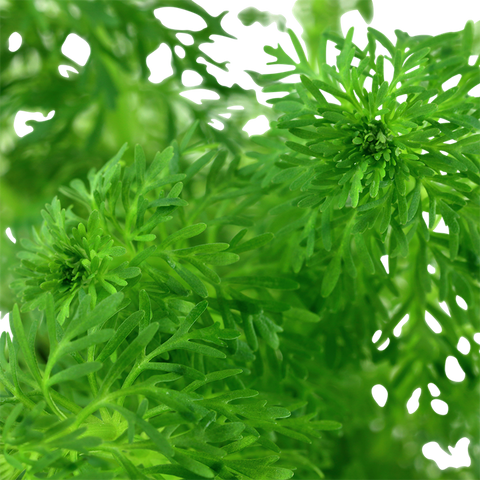 Tropica Potted - Limnophila sessiliflora