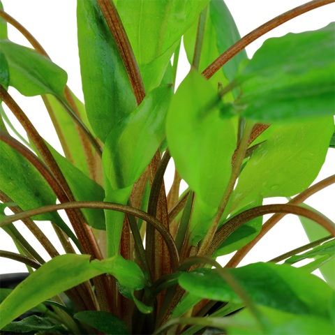 Tropica Potted - Cryptocoryne wendtii 'Green'