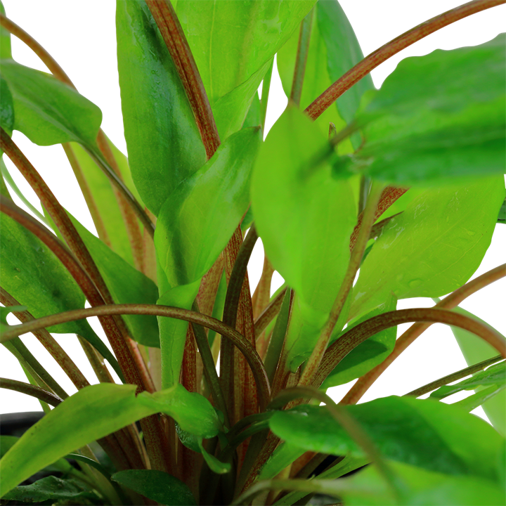 Tropica Potted - Cryptocoryne wendtii 'Green'