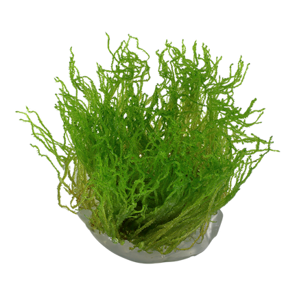 Tropica 1•2•Grow! - Taxiphyllum sp. ’Flame Moss’