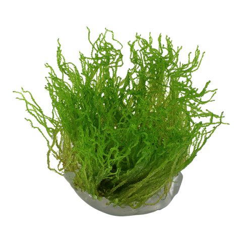 Tropica 1•2•Grow! - Taxiphyllum sp. ’Flame Moss’