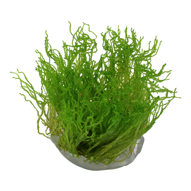 Tropica 1•2•Grow! - Taxiphyllum sp. ’Flame Moss’