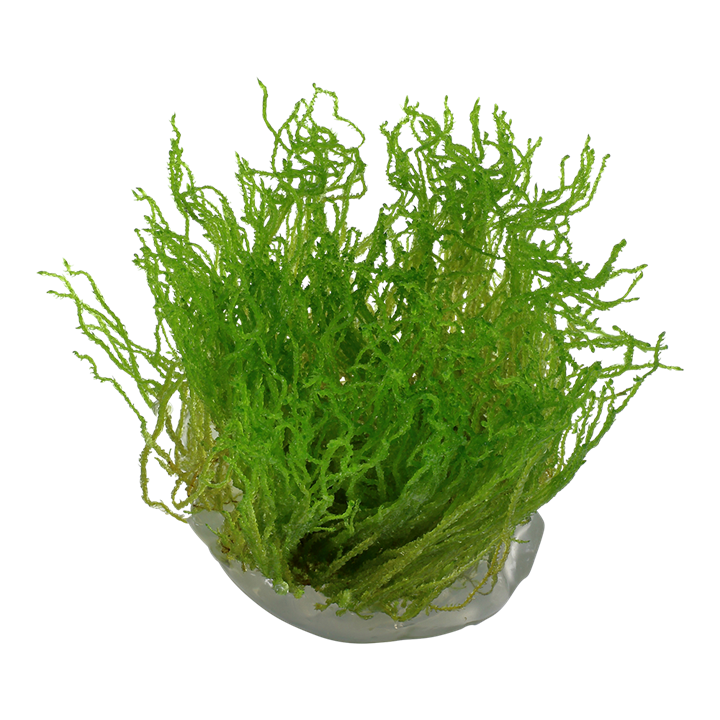 Tropica 1•2•Grow! - Taxiphyllum sp. ’Flame Moss’