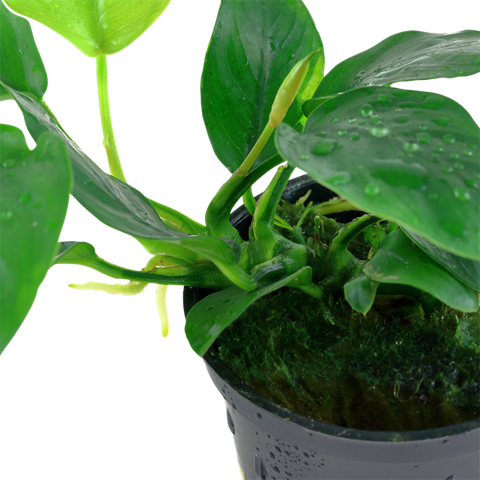 Tropica Potted - Anubias barteri nana
