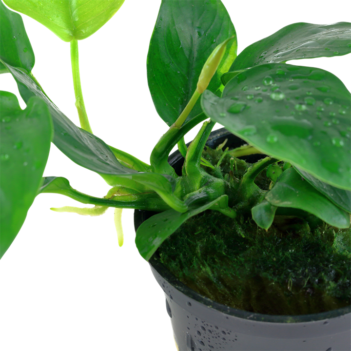 Tropica Potted - Anubias barteri nana