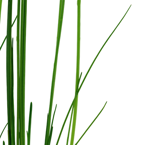 Tropica Potted - Eleocharis montevidensis