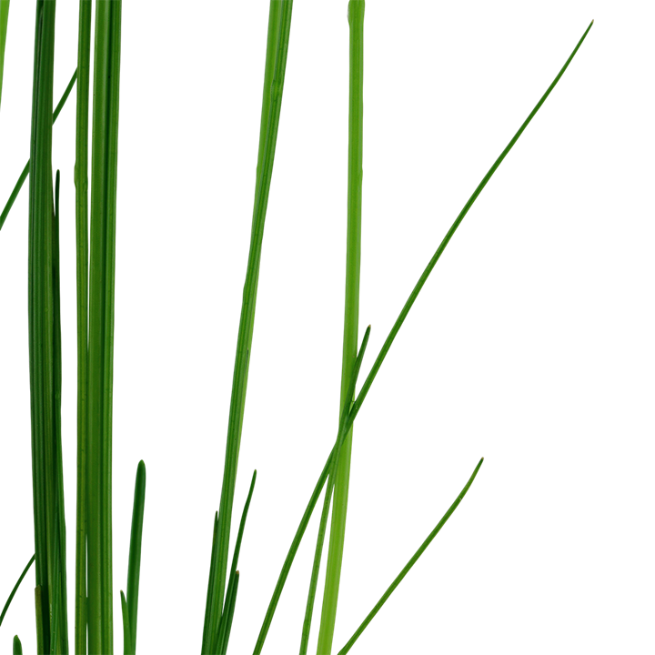 Tropica Potted - Eleocharis montevidensis
