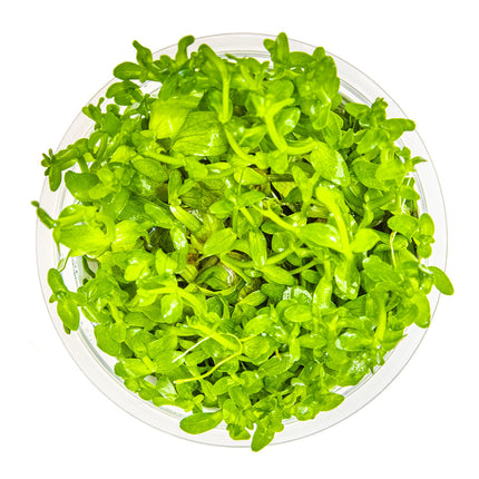 Tissue Culture | Bacopa caroliniana