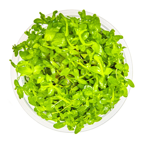 Tissue Culture | Bacopa caroliniana