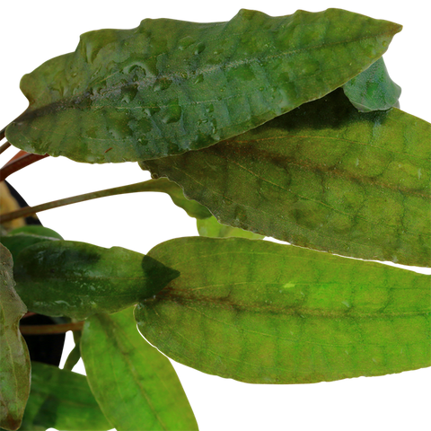 Tropica Potted - Cryptocoryne wendtii 'Tropica'